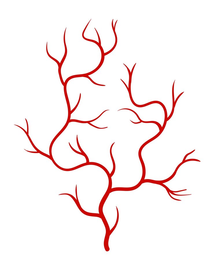 Wektor ludzkie żyły czerwona sylwetka naczynia tętnic lub naczyń włosowatych na białym tle pojęcie anatomii element nauk medycznych wektor na białym tle symbol układu krwi