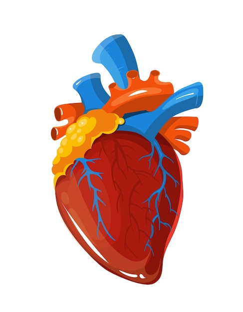 Ludzkiej Kierowej Anatomii Wektorowa Medyczna Ilustracja