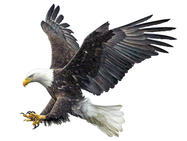Plik wektorowy Łysego orła latającego ataku ręki remis na białym tle.