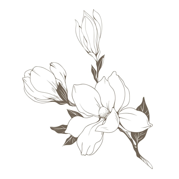 Plik wektorowy magnolia kwiat rysunek szkic ścieżka biały rysunek kolorowanie