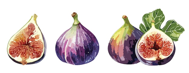 Malarstwo akwarelowe owoców fig