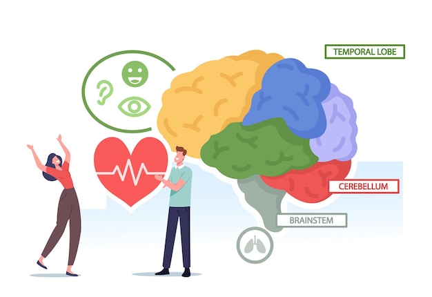 Plik wektorowy małe męskie i żeńskie postacie trzymające serce w ogromnym ludzkim mózgu oddzielone na kolorowe części wykresu anatomii medycznej płata skroniowego, móżdżku i pnia mózgu. ilustracja wektorowa kreskówka ludzie