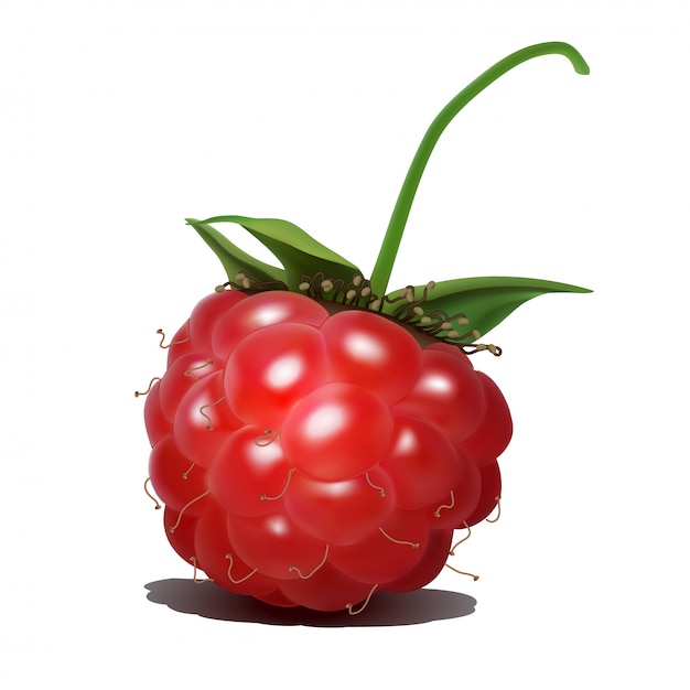 Plik wektorowy malina. słodkie owoce 3d realistyczna ikona