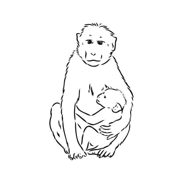 Małpa Ikona Dżungli Makaka Kontur Odznaka Zoo Ilustracja Wektorowa Zwierząt