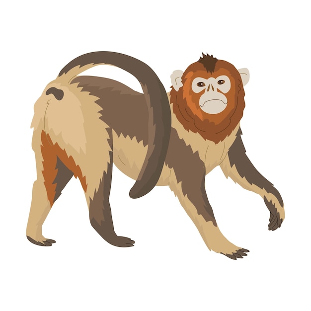 Małpa Rodzaj Małp Przedstawiciel Naczelnych Obrazy Do Rezerwatów Przyrody, Ogrodów Zoologicznych I Akcesoriów Edukacyjnych Dla Dzieci Ilustracja Wektorowa Odizolowany Obiekt