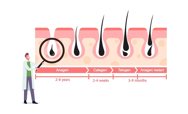 Plik wektorowy mały lekarz postać z ogromnym lupą w medycynie infografika przedstawiająca cykle wzrostu i wypadania włosów