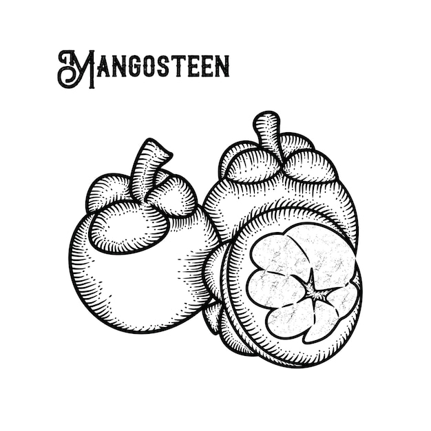 Plik wektorowy mangosteen hand draw