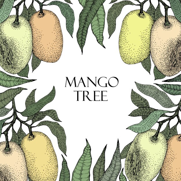 Mangowy Drzewo Rocznika Projekta Szablon. Ramka Owoców Owoców Mango. Grawerowane Mango. Retro Ilustracja