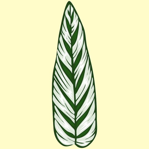 Plik wektorowy marantaceae ilustracja roślina wektor plik eps