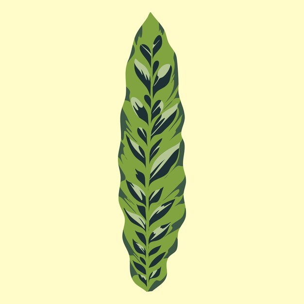 Plik wektorowy marantaceae ilustracja roślina wektor plik eps