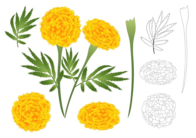 Marigold Flower Outline