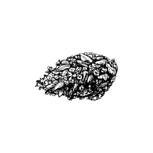 Marijuana Buds Vintage Vector Hatching Czarna Ręcznie Narysowana Ilustracja Izolowana Na Białym Tle