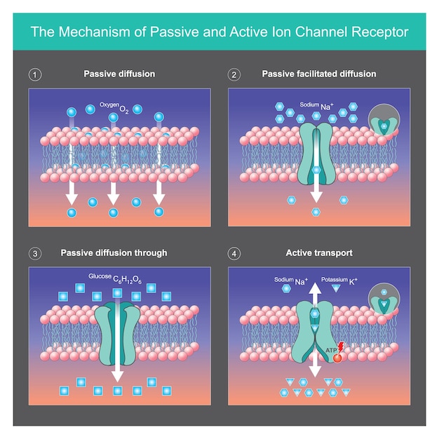 Plik wektorowy mechanizm pasywnego i aktywnego receptora kanału jonowego wyjaśnij mechanizmy pasywnego i aktywnego transportu białek jonowych przez błony komórkowe w organizmiexa