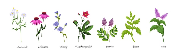 Medicals Wildflower Set Botaniczne Zioła I Kwiaty Do Naturalnego Leczenia