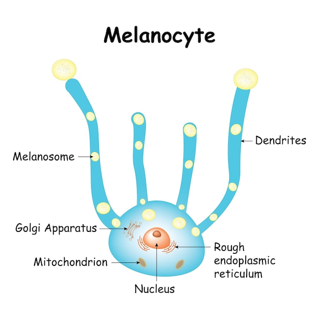 Plik wektorowy melanocyt melanosom dendryty szorstka siateczka śródplazmatyczna jądro mitochondrium golgiego