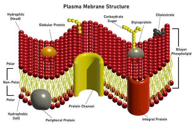 Plik wektorowy membrana plazmowa