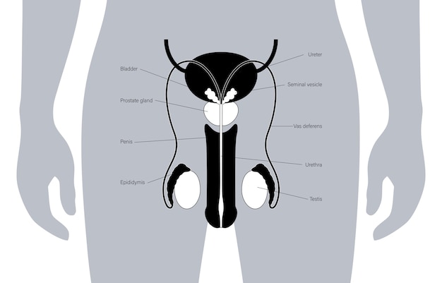 Plik wektorowy męski system rozrodczy