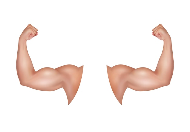 Plik wektorowy męskie ramię z dużym silnym bicepsem zdrowa siła napięte, napięte mięśnie sportowca