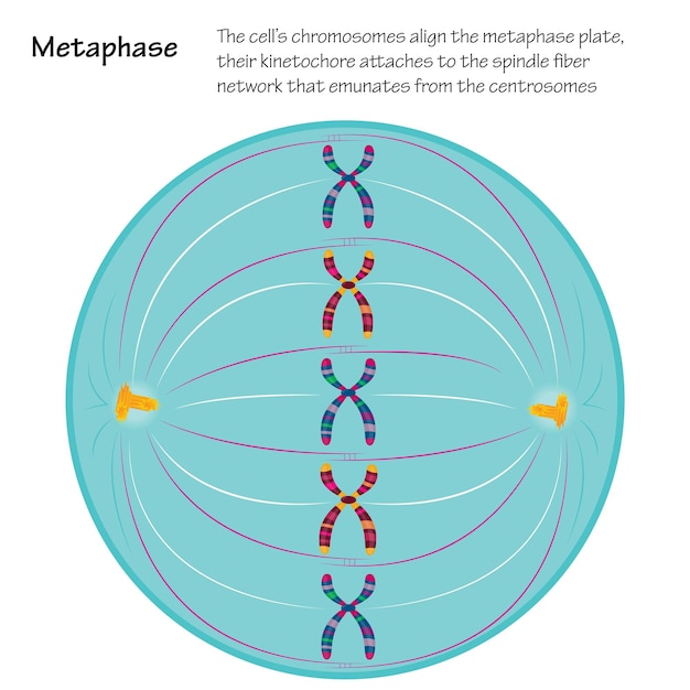 Plik wektorowy metafaza diagramu naukowego mitozy