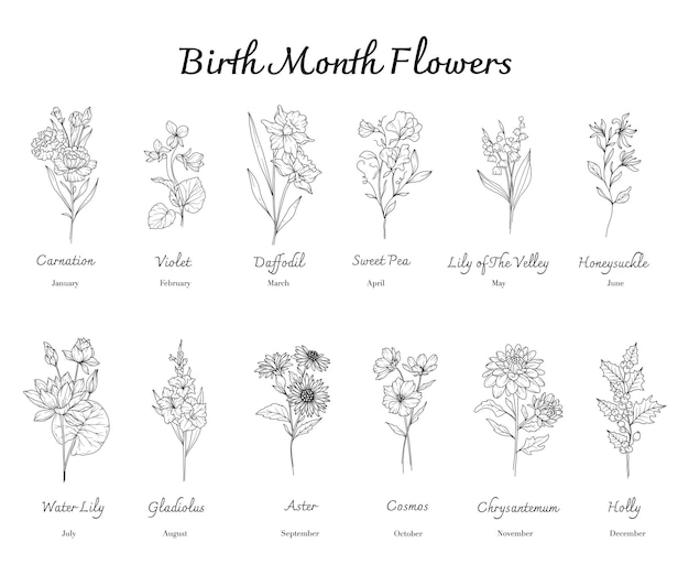 Plik wektorowy miesiąc urodzenia kwiaty ustawione na linii sztuki kwiaty miesiąca urodzenia izolowane na białym
