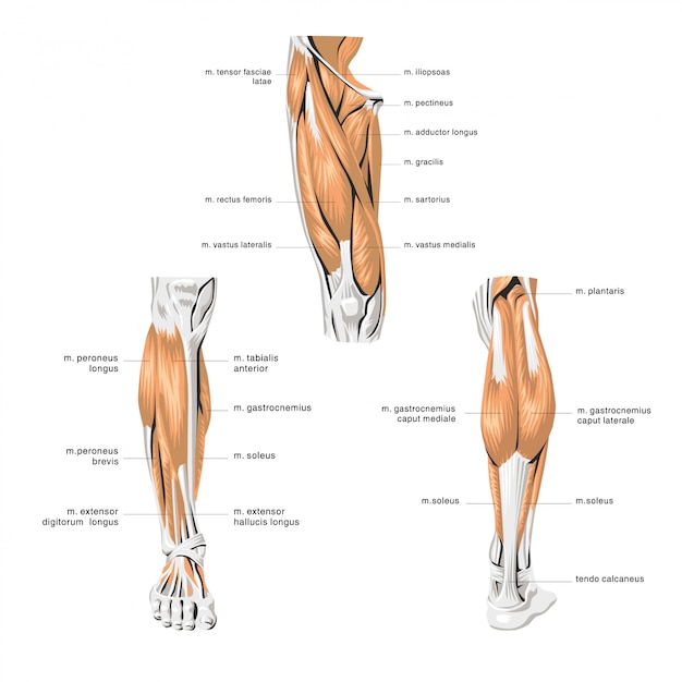 Plik wektorowy mięśnie nóg ludzkiej anatomii