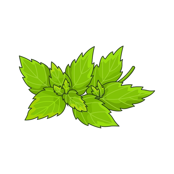 Wektor mięta przyprawa wektor realistyczne kolorowe ilustracja botaniczna