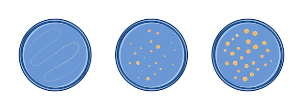Plik wektorowy mikrobiologia wzrost bakterii kolonii w naczyniu petry 3 etapy wektor płaski