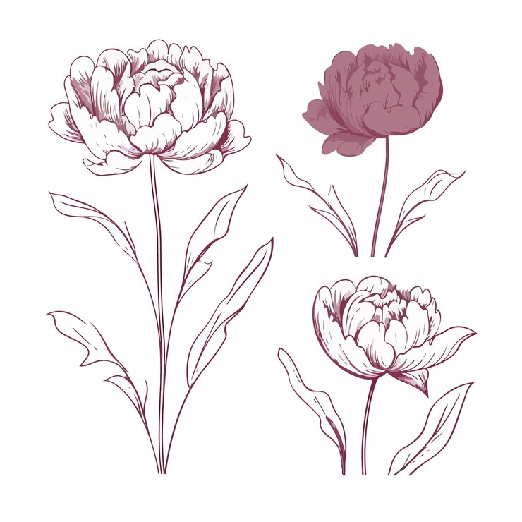 Wektor minimalistyczne dzieła wektorowe peony idealne do różnych projektów
