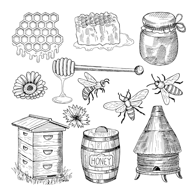 Miód, pszczoła, plaster miodu i inne tematycznie ręcznie rysowane zdjęcia. Wektorowa rocznik ilustracja