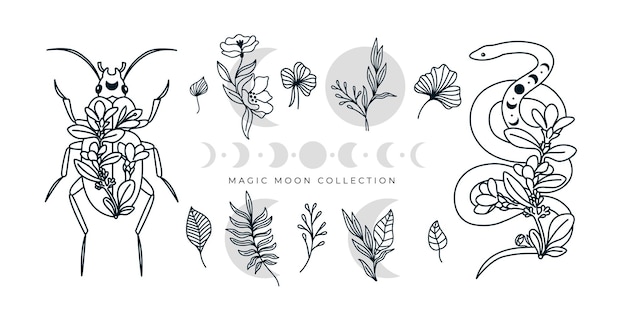 Plik wektorowy mistyczna kolekcja kwiatowy line art węża chrząszcz owad fazy księżyca autentyczna ilustracja