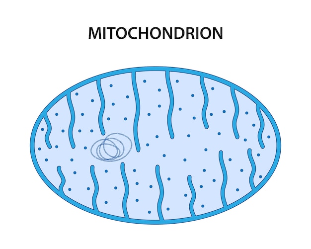 Mitochondrium Jest Organellą O Podwójnej Błonie, Występującą W Większości Komórek Eukariotycznych