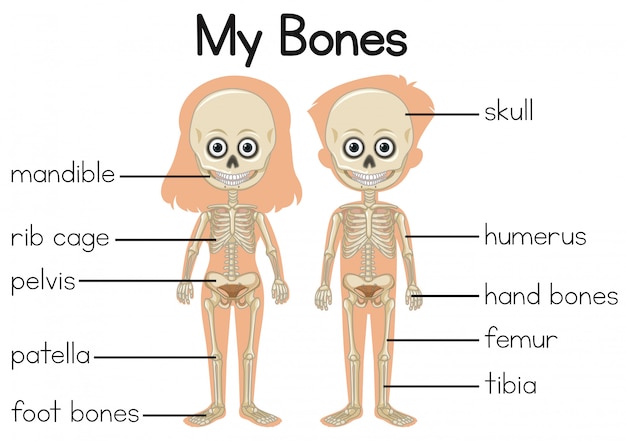 Plik wektorowy mój diagram kostny z dwójką dzieci