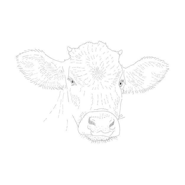 Monochromatyczna ilustracja krowiej głowy na białym tle. Rolnik ekologiczny szkic