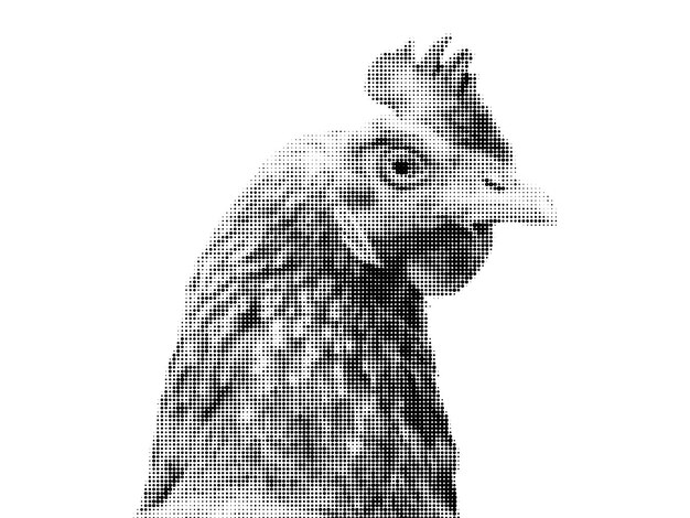 Monochromatyczny Półtonowy Rysunek Głowy Kurczaka Z Dziobem I Piórami Na Białym Tle