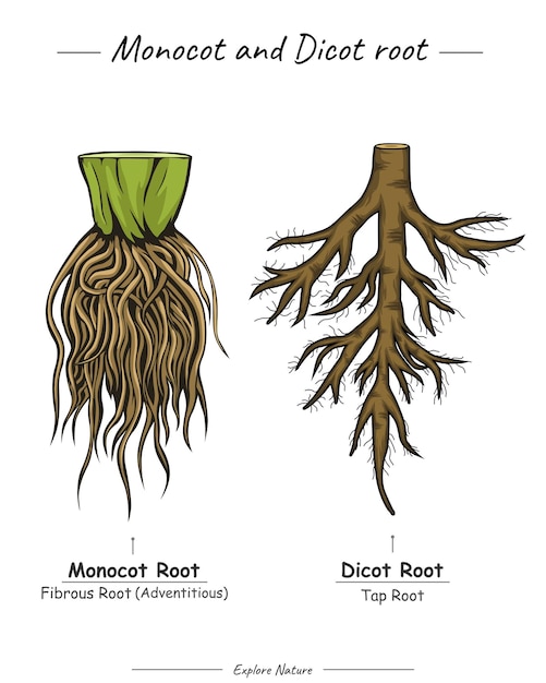 Plik wektorowy monocot i dicot root tap root i korzeń włóknisty