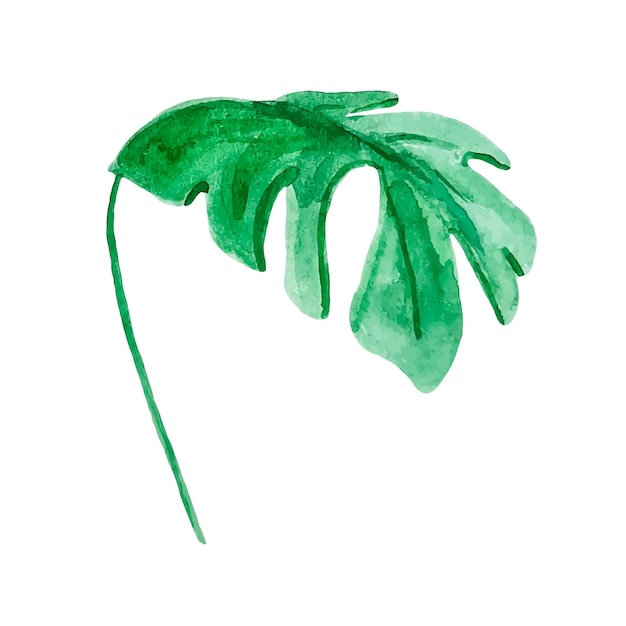 Monstera Zielony Tropikalny Liść Akwarela Clipart Na Białym Tle