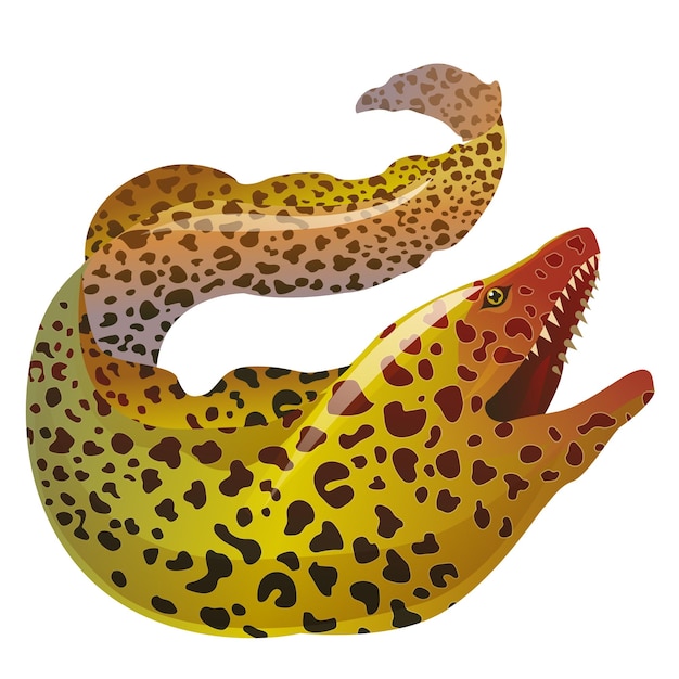 Moray Eel