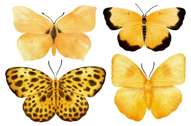 Plik wektorowy motyl akwarela ilustracja do elementu dekoracyjnego