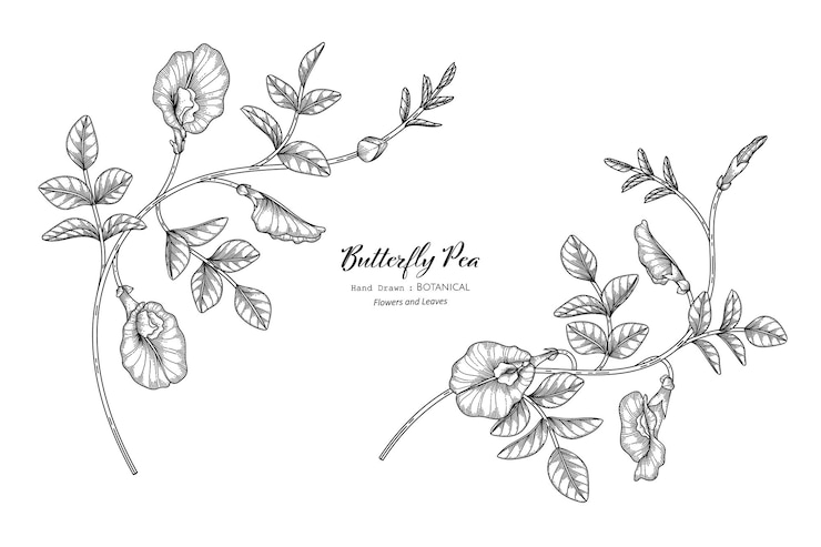 Wektor motyl groszek kwiat i liść ręcznie rysowane ilustracja botaniczna z grafiką.