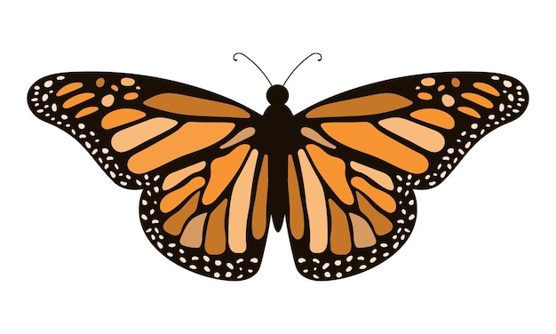 Motyl Monarcha Ręcznie Rysowane Ilustracji Wektorowych