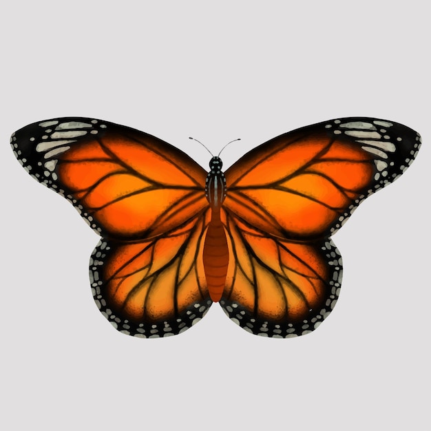 Motyl Monarcha