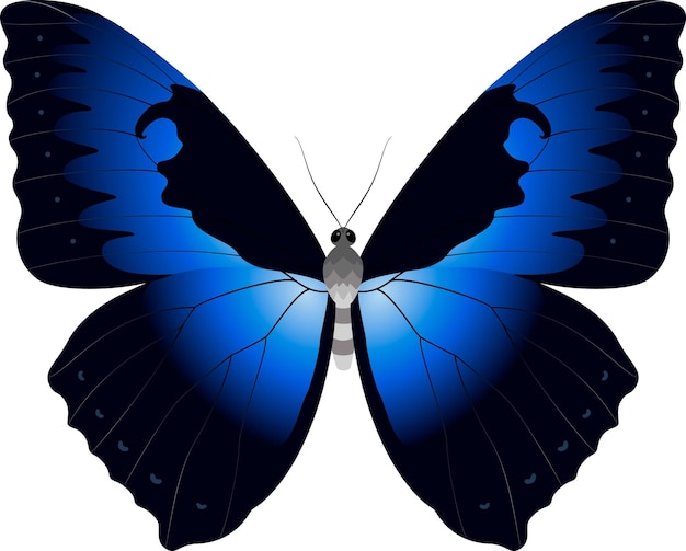 Plik wektorowy motyl morpho 9