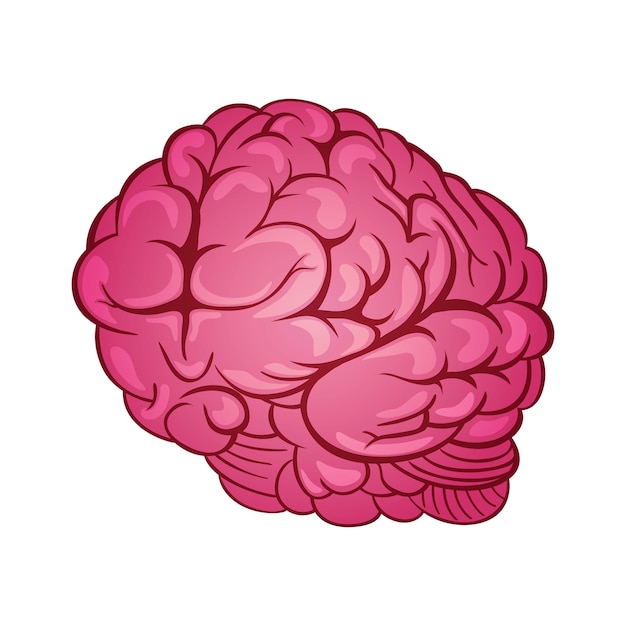 Mózg anatomia człowieka opieka zdrowotna i biologia medyczna narząd ciała ilustracja kreskówka wektor