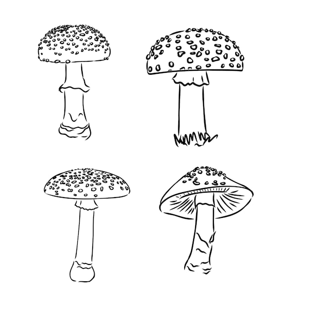 Muchomor niejadalny trujący grzyby leśne szkic wektor ilustracja na białym tle