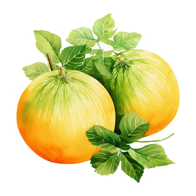 Muskmelon Akwarela Clipart Białe Tło