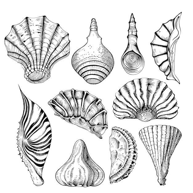 Plik wektorowy muszla zestaw ręcznie rysowane szkic ilustracji zwierząt morskich
