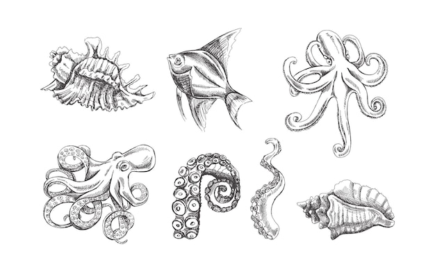 Muszle ośmiornicy tropikalna ryba macka ośmiornicy wektor zestaw Ręcznie rysowane szkic ilustracji Kolekcja realistycznych stworzeń oceanicznych izolowanych na białym tle