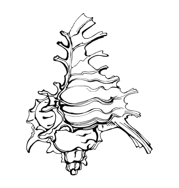 Muszli, Szkic Styl Wektor Ilustracja Na Białym Tle. Szablon Wektor.