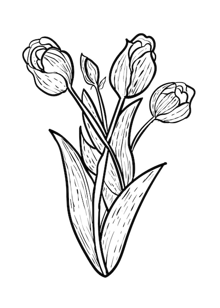 Na białym tle botaniczny kwiat linii sztuka wektor kwiatowy clipart