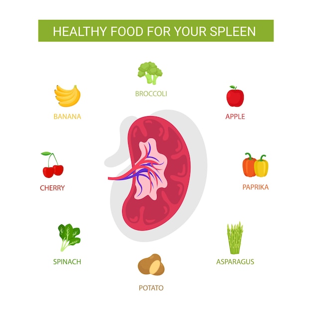 Najlepsze Jedzenie Dla Zdrowia śledziony, Ilustracja Zdrowej żywności, Odżywianie, Koncepcja Infografiki żywienia